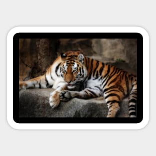 tiger cats Sticker